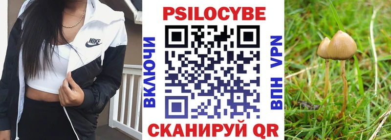 Купить закладки  Зубцов  Галлюциногенные грибы Psilocybine cubensis 